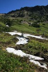 Glacier Lilies blooming in meadow around melting snow