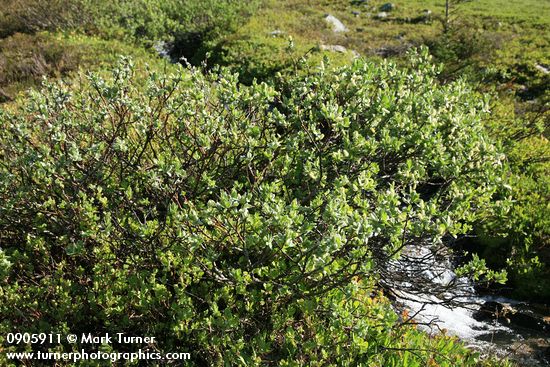 Salix barclayi