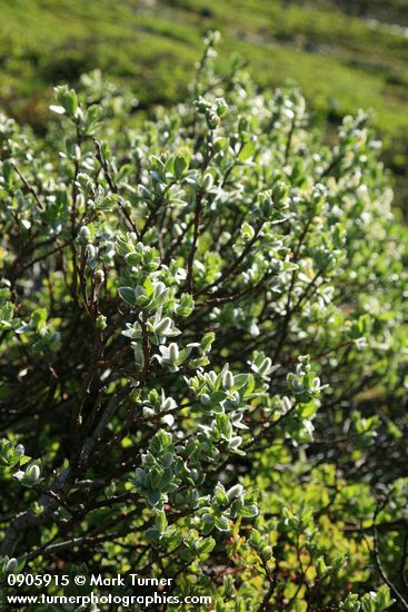 Salix barclayi