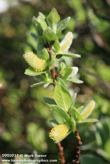 Salix barclayi