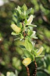 Barclay's Willow foliage & catkins detail