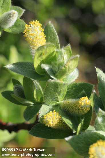 Salix barclayi