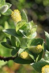 Barclay's Willow foliage & catkins detail