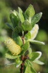 Barclay's Willow foliage & catkins detail