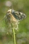 Western White Butterfly on Western Pasque Flower seedhead