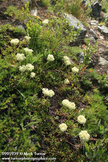 Eriogonum umbellatum var. hausknechtii