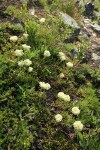 Hausknecht's buckwheat