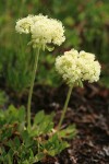 Hausknecht's buckwheat