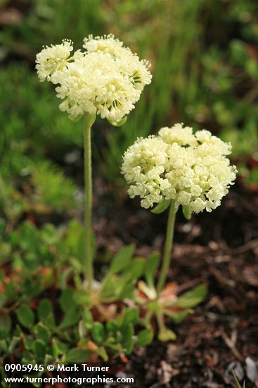 Eriogonum umbellatum var. hausknechtii