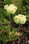 Hausknecht's buckwheat