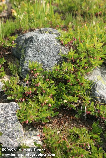 Vaccinium caespitosum