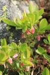 Dwarf Blueberry blossoms & foliage