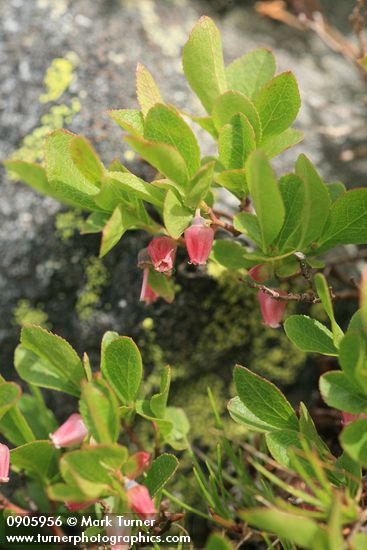 Vaccinium caespitosum