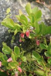 Dwarf Blueberry blossoms & foliage