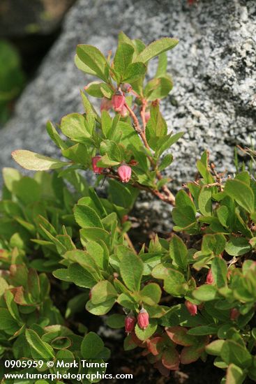 Vaccinium caespitosum