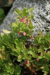 Dwarf Blueberry blossoms & foliage