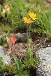 Hairy Arnica