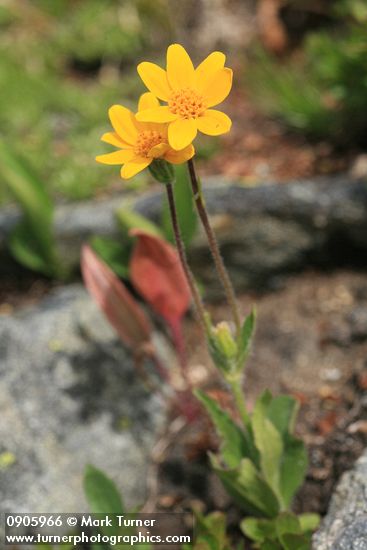 Arnica mollis