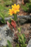 Hairy Arnica