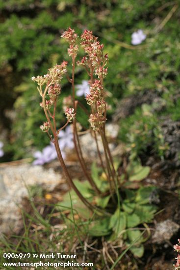 Saxifraga occidentalis