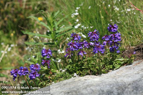 Penstemon procerus