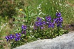 Small-flowered Penstemon