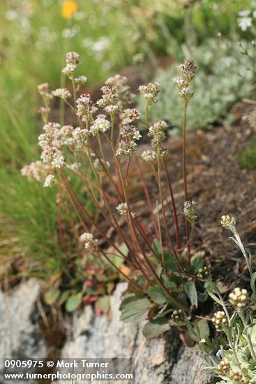 Saxifraga occidentalis