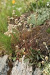 Western Saxifrage