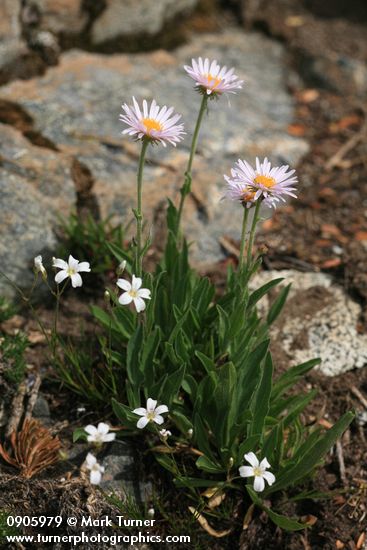 Erigeron peregrinus; Arenaria capillaris