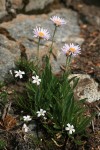 Wandering Daisies w/ Thread-leaved Sandwort