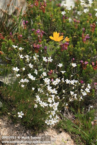 Arenaria capillaris; Arnica mollis