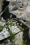 Thread-leaved Sandwort