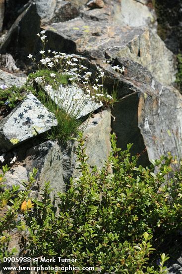 Arenaria capillaris; Pachistima myrsinites