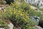 Shrubby Cinquefoil