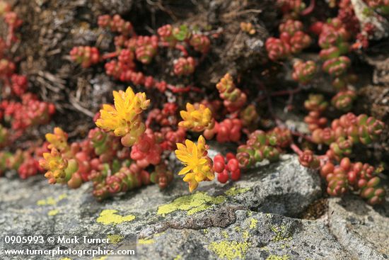 Sedum divergens