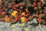 Spreading Stonecrop