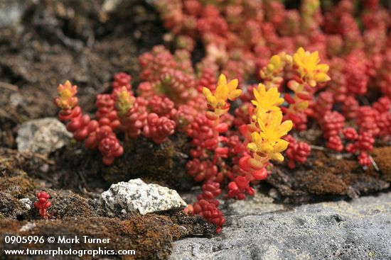 Sedum divergens