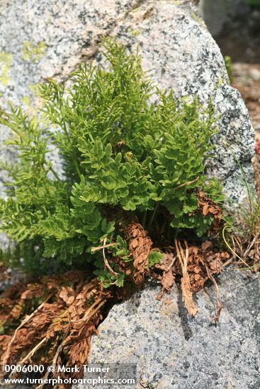 Cryptogramma acrostichoides