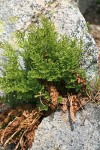 American Rockbrake (Parsley Fern)