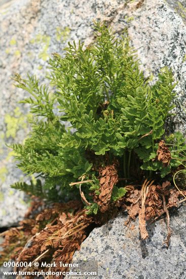 Cryptogramma acrostichoides