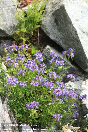 Penstemon procerus