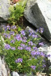 Small-flowered Penstemon