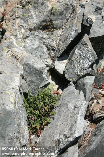 Cheilanthes gracillima