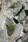 Lacelip Fern habitat view