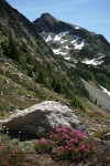 Pink Mountain-heather on rocky slope w/ Copper Point bkgnd