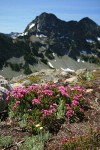 Pink Mountain-heather on rocky slope w/ Stiletto Peak ridge bkgnd