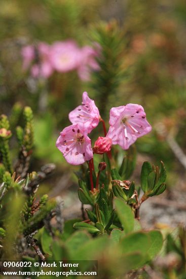 Kalmia microphylla