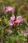 Alpine Laurel blossoms & foliage