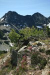 Pink Mountain-heather, White Heather, Whitebark Pine, Engelmann Spruce w/ Stiletto Peak ridge bkgnd