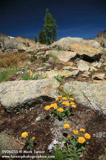 Erigeron aureus